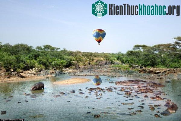 Những chú hà mã đang đắm mình dưới dòng sông mát lạnh.