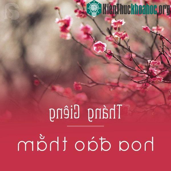 Hà Nội sẽ chẳng còn là Hà Nội nếu tháng giêng lại thiếu đi sắc thắm của hoa đào. Nhìn những cành đào rung rinh cánh mỏng trong Tết trời mưa phùn đặc trưng của ngày sát Tết, lòng người bỗng thấy xuy...