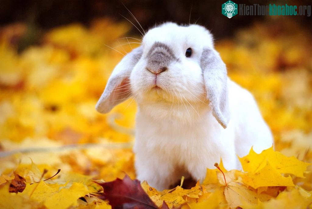 Khoảnh khắc các loài động vật hoang dã nô đùa dưới trời thu ảnh 0