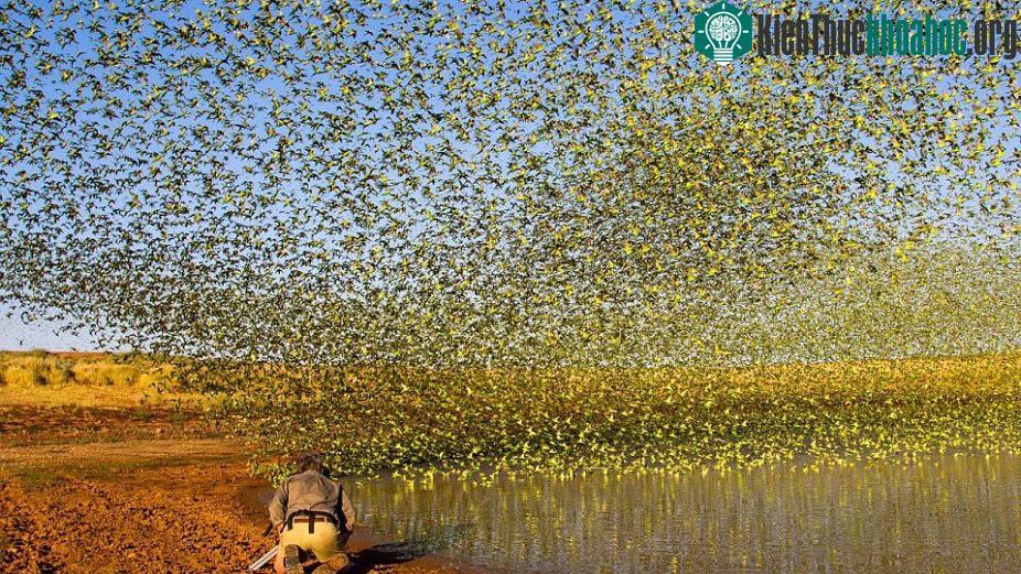Paul cho biết, đàn chim yến phụng đang tìm nước uống.