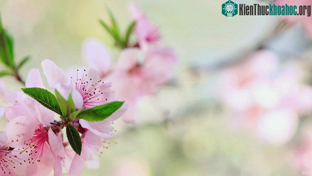 Nếu miền Nam chuộng hoa mai trong ngày Tết thì miền Bắc nước ta lại thường mua những cành đào để trang trí cho căn nhà vào những ngày đầu Xuân.