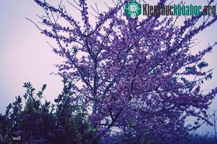 Tiến sĩ Trần Lệ, chủ của đảo hoa, cho biết, việc trồng hoa anh đào tại Mường Phăng bắt đầu năm 2006, khi một cán bộ Đại sứ quán Nhật Bản tặng ông 10 hạt giống để ươm tại Việt Nam, trong đó có 9 cây...