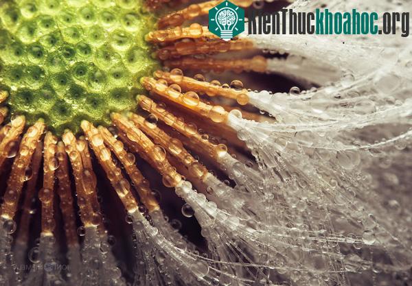 Ngắm hạt giống hoa lung linh trong sương sớm
