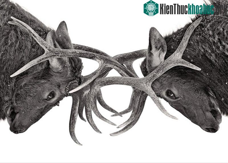 Mắt đối mắt của những chú nai - (Tác giả: James Cumming.)