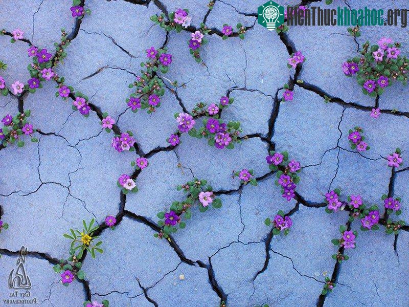 Loài hoa tím có sức sống thật dẻo dai