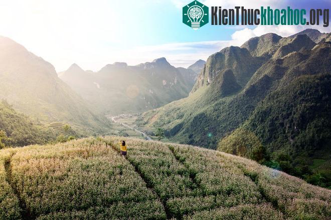 Tam giác mạch là loài hoa vùng cao, nở rộ vào dịp cuối thu đầu đông, khoảng các tháng 10, 11. Nhiều năm qua, loài hoa này đã trở thành nguồn cảm hứng thu hút du khách mọi miền đất nước đến Hà Giang...