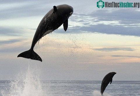"Đó quả là hình ảnh tuyệt vời", nhiếp ảnh gia Christopher Swann, tác giả của các bức ảnh ấn tượng này nói.