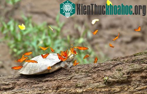 Đàn bướm bay lượn và dạo quanh đầu rùa để uống những giọt nước mắt rùa, một trong các nguồn cung cấp natri tự nhiên. Hiện tượng đặc biệt này được nhiếp ảnh gia Jeff Cremer, giám đốc tiếp thị của mộ...