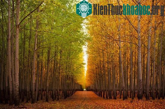 Trang trại cây Boardman nằm ở Morrow, hạt Oregon, Mỹ, có diện tích hàng chục nghìn ha.&nbsp;