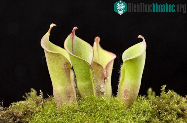 Cây nắp ấm Heliamphora không có liên hệ trực tiếp với bất cứ một cây nắp ấm nào, nhưng cách thức chúng thu hút và diệt côn trùng thì giống hệt.&nbsp; Chúng tiết ra một enzyme tiêu hóa, chủ yếu là v...