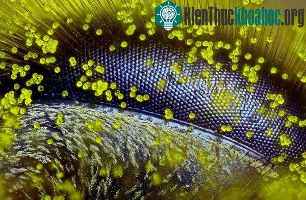 Những tác phẩm đáng kinh ngạc dưới góc nhìn của kính hiển vi