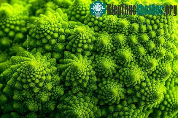 20 loài cây với hoa văn hình học kì ảo làm bạn mê mẩn- ảnh 2