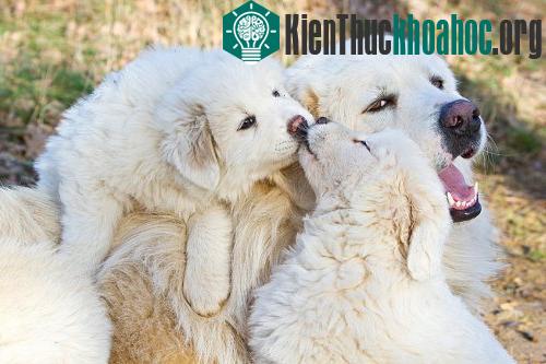 Những màn "khóa môi" nóng bỏng của động vật (Phần 2)- ảnh 2