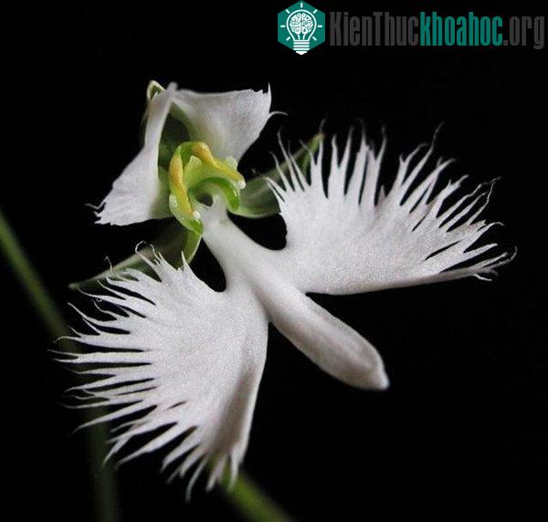 Cận cảnh loài hoa lạ hình chim hạc sải cánh tuyệt đẹp