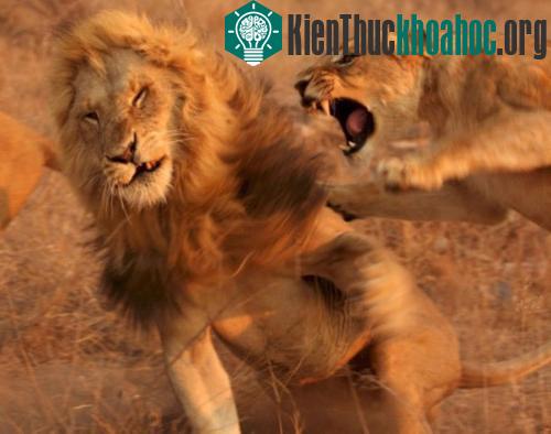 Chùm ảnh: Cuộc đấu sống còn của động vật hoang dã