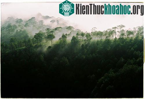 Ngỡ ngàng vẻ đẹp hút hồn của Đà Lạt trong mây