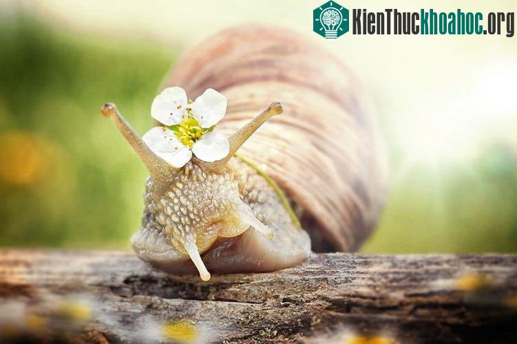 Ngắm chùm ảnh đẹp như thiên thần của ốc sên