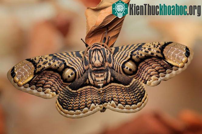 Cuộc "hóa thân" của bướm đêm Brahmin