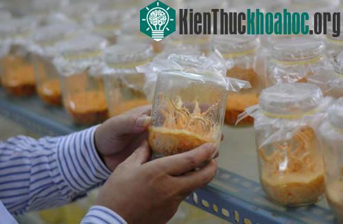 Sau nhiều lần thất bại, cuối năm 2013, TS Nhạ đã nuôi thành công những hộp nấm đầu tiên.