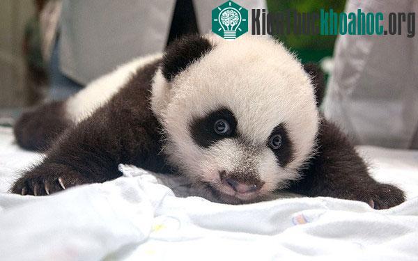 Mặc dù mang hình dáng khổng lồ lúc trưởng thành nhưng khi mới chào đời, cơ thể gấu trúc con chỉ bằng một thỏi bơ và bằng 1/900 trọng lượng của gấu mẹ.