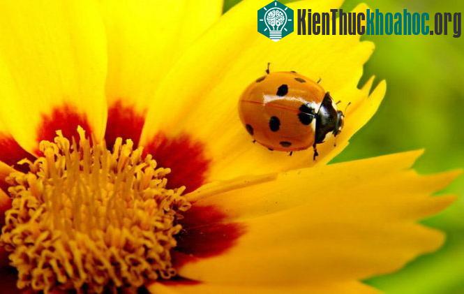 Bộ ảnh côn trùng rực rỡ khoe sắc ảnh 1