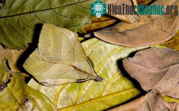 Khi di chuyển trên mặt đất, màu xanh của bướm đêm gần như tương đồng với đám lá. Nhờ đó, nó sẽ dễ dàng tránh được kẻ thù.