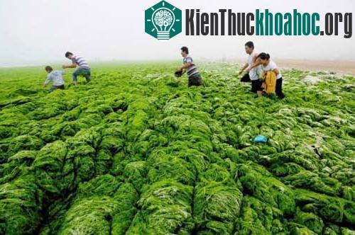Các đám tảo xanh lớn bao vây bờ biển của thành phố Thanh Đảo, tỉnh Sơn Đông, xuất hiện do tình trạng ô nhiễm nước. Dù không có chất độc và tác động xấu tới nguồn nước, song chúng hấp thụ một lượng ...