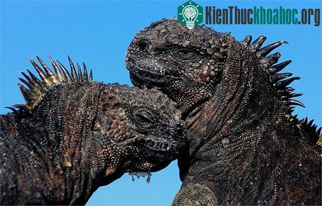 Cự đà biển có tên khoa học là Amblyrhynchus cristatus.