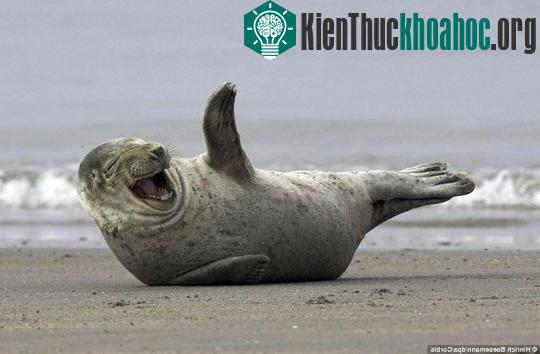 Vẫy chào thân thiện: Còn chú hải cẩu này đang “tạo dáng” như vẫy chào với khuôn mặt tươi vui, hóm hỉnh tại bờ biển của đảo Helgoland (Đức).