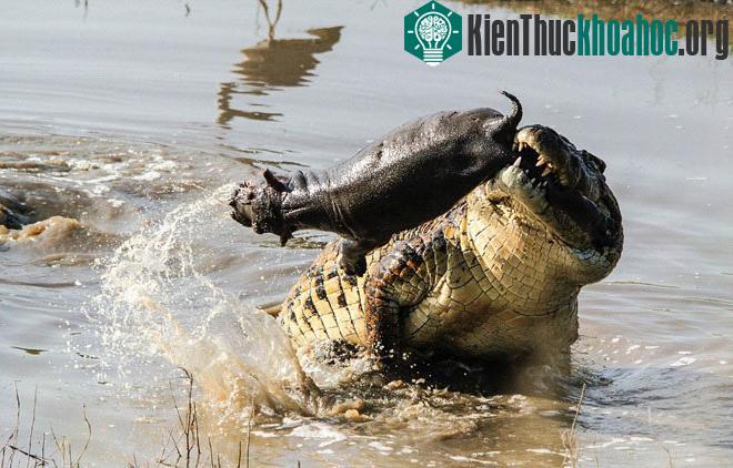Cá sấu lớn xuất hiện bất ngờ từ dưới mặt nước tiến lại gần một con hà mã con rồi sau đó chồm lên ngoạm lấy phần đuôi con mồi.