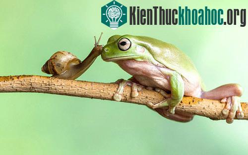 Một con ốc sên dường như đang hôn ếch xanh trên cành cây ở Jakarta, Indonesia.