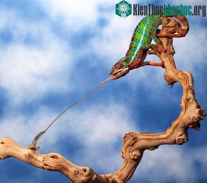 hời cơ đến, tắc kè nhanh chóng phóng chiếc lưỡi dài khoảng 25cm để vồ lấy con mồi.