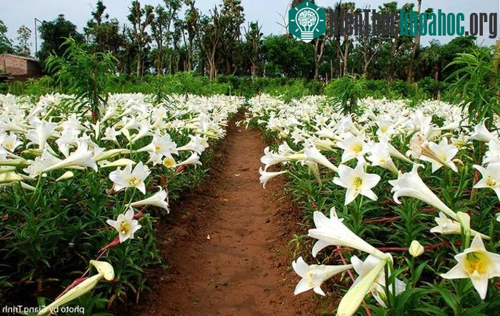 Hoa loa kèn trắng chỉ nở duy nhất một tháng trong năm, và còn có tên gọi khác là Huệ Tây.