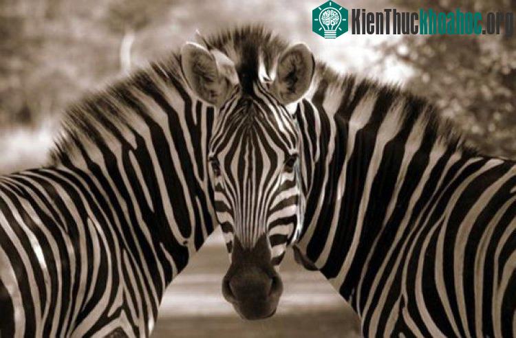 Hai con ngựa vằn sinh đôi nhưng chung đầu chăng?