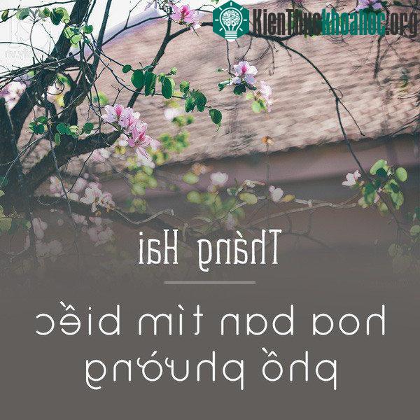 Nhắc đến hoa ban, người ta sẽ nghĩ ngay đến mảnh đất Điện Biên. Nhưng bạn chẳng cần đi xa đến thế bởi ngay tại Hà Nội cũng có một mùa hoa ban thật đẹp. Phố Bắc Sơn những ngày tháng 2, hoa ban đã nở...