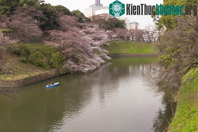 Dọc hai bên con kênh Chidorigafuchi - một trong những nơi ngắm hoa anh đào đẹp nhất Tokyo, những nụ hoa đầu tiên cũng đã hé nở. Bạn có thể thuê thuyền đi dọc con kênh ngắm hoa, chụp ảnh.