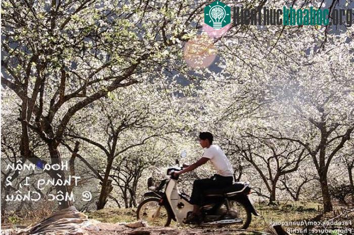 Hoa mận ở Mộc Châu không giống như ở những nơi khác là chỉ có lác đác. Ở đây, hoa mận trải rộng trên những sườn đồi, kéo từ thung lũng này đến thung lũng khác nên khi nở chúng làm trắng và sáng rực...