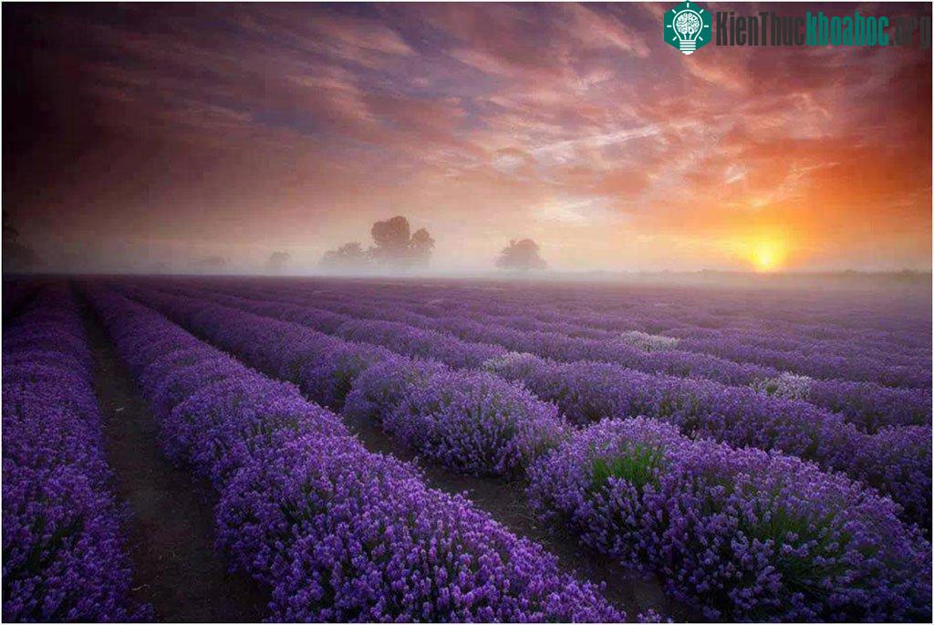 Cánh đồng oải hương, Pháp