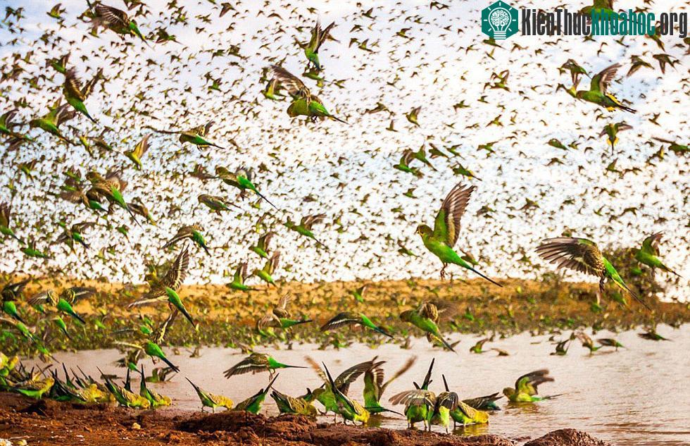 Đàn chim yến phụng đang tìm nước uống