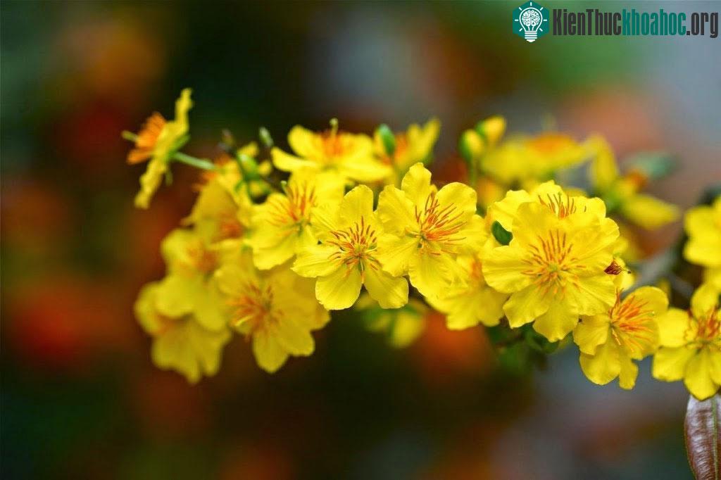 Hoa mai vô cùng rực rỡ và đặc sắc đón tết ảnh 1