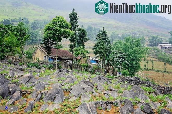 Bãi đá Hải Cẩu tại xã Vần Chải, trên đường từ thị trấn Yên Minh tới Phố Cáo. Những phiến đá nơi đây có hình thù thuôn dài, mềm mại như tấm lưng của sư tử biển, nằm san sát và cùng hướng với nhau nh...