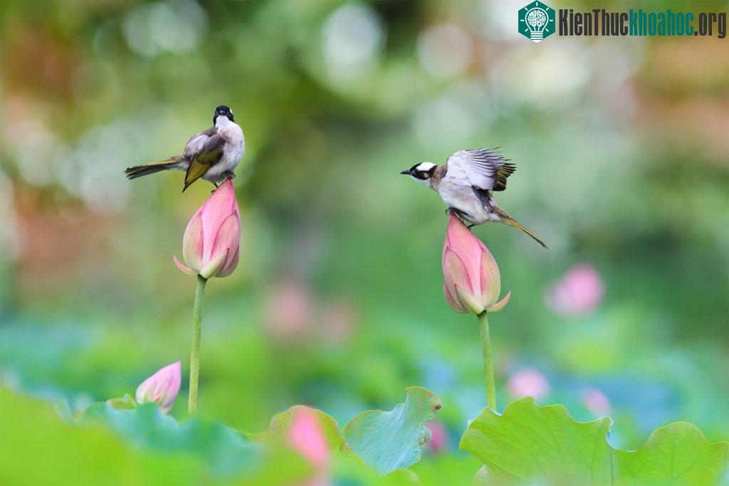 Những cánh chim mùa xuân ảnh 1