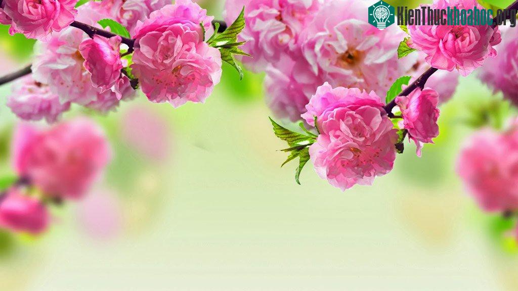 Hoa đào không chỉ có tác dụng xua đuổi tà ma mà còn có thể mang đến nguồn sinh khí mới, giúp mọi người trong nhà luôn khỏe mạnh và bình an trong năm mới.