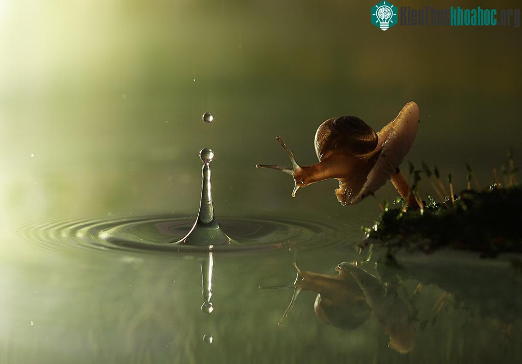Phải kì công lắm, nhiếp ảnh gia mới có thể ghi lại được khoảng khắc có một không hai như thế này!