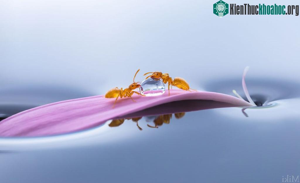 "Đứng hình" với bộ ảnh đẹp long lanh: Giọt sương và con kiến ảnh 1
