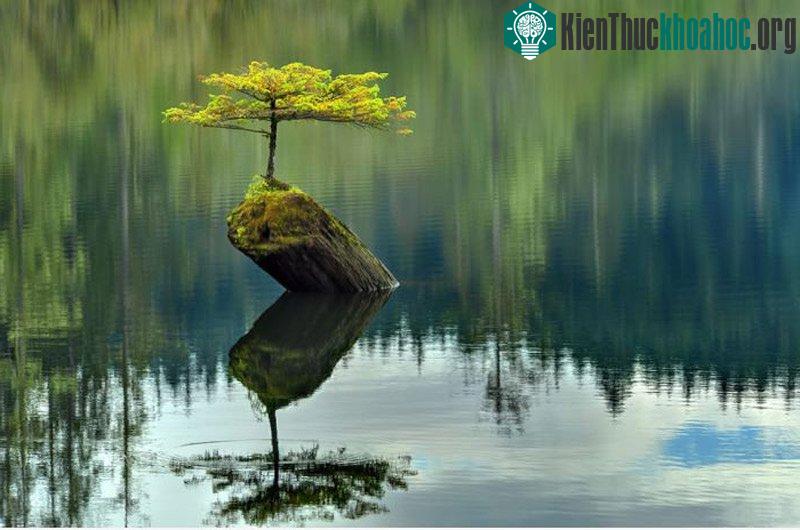 Một cây xanh vươn lên trên thân gỗ mục giữa mênh mông sông nước