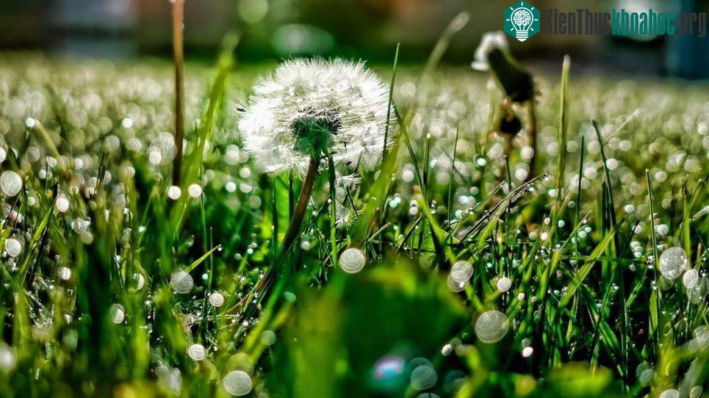 Hoa Bồ Công Anh có tên khoa học là Taraxacum offcinal Wig (Taraxacum dens-leonis Desf), thuộc Họ Cúc