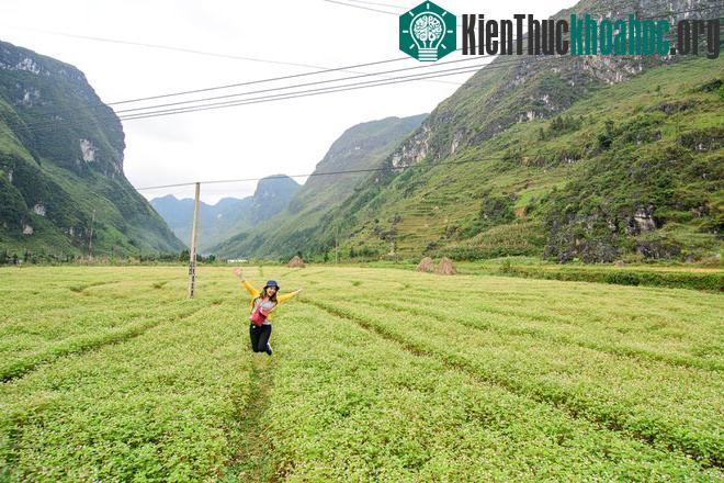 Hà Giang rực rỡ mùa hoa tam giác mạch