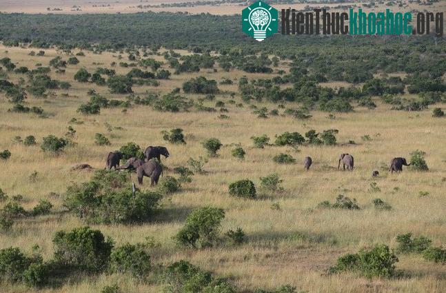 Cuộc chiến sinh tồn trên đồng cỏ Kenya- ảnh 2