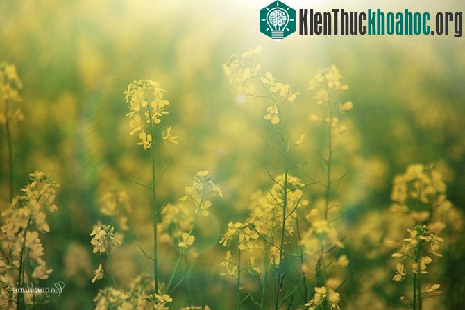 Những "mùa thu vàng" đẹp mê mẩn ở ngay Việt Nam